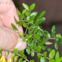 Wilson's Honeysuckle